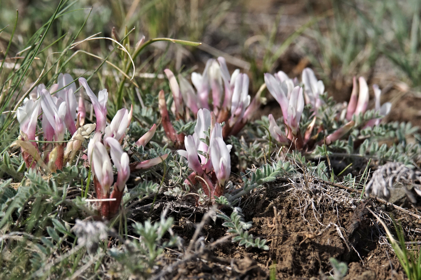 Изображение особи Astragalus testiculatus.