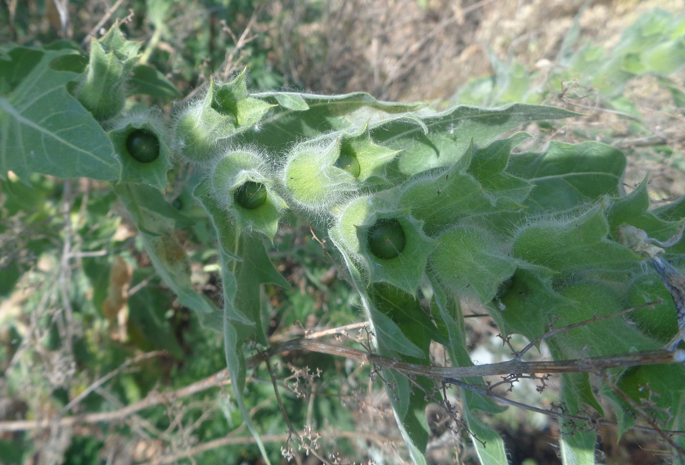 Изображение особи Hyoscyamus niger.