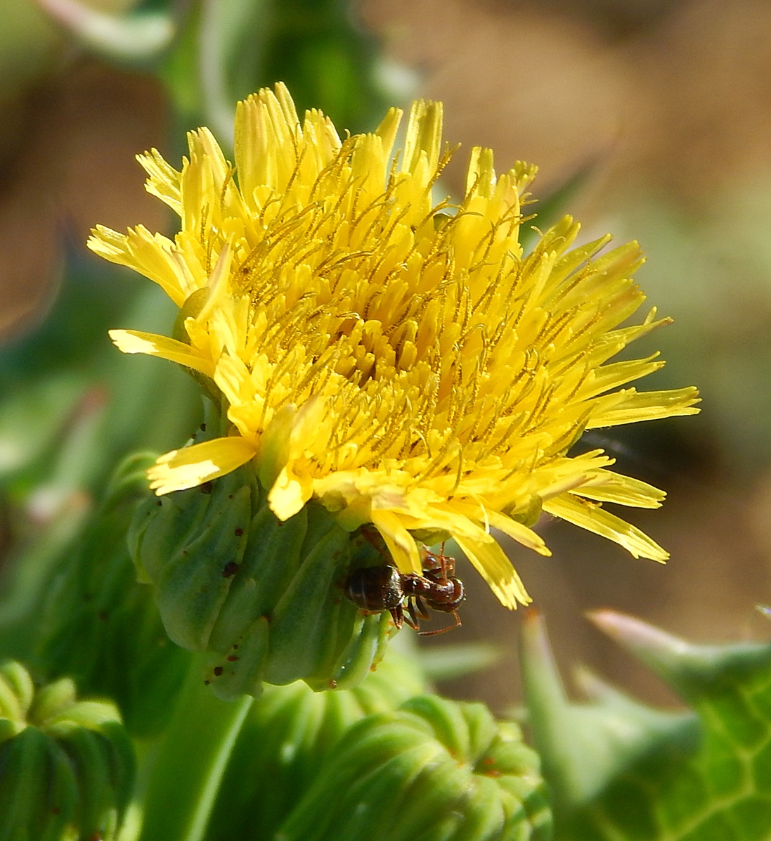 Image of Sonchus asper specimen.