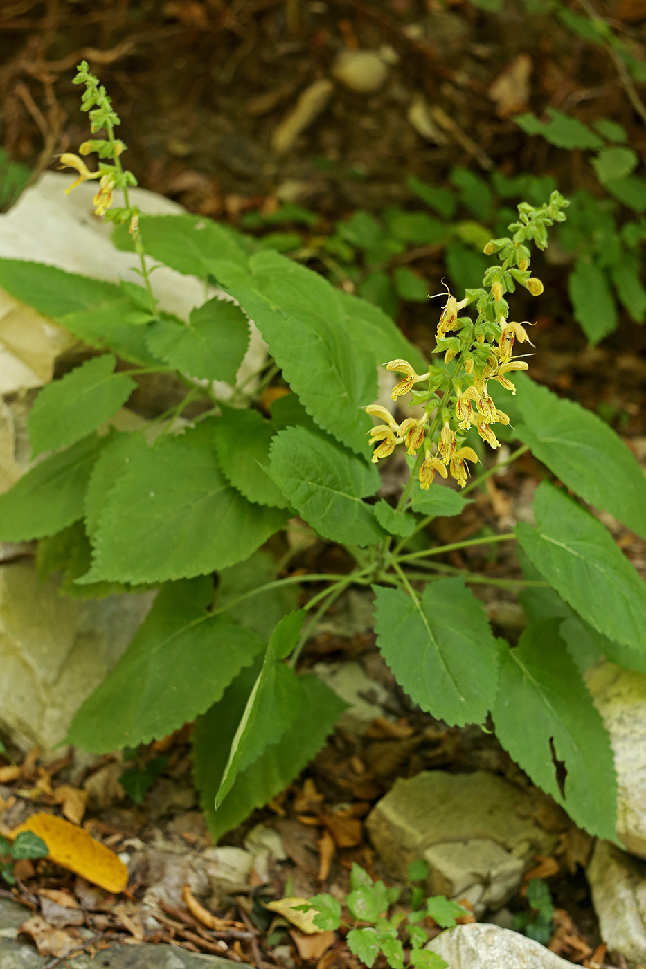 Изображение особи Salvia glutinosa.