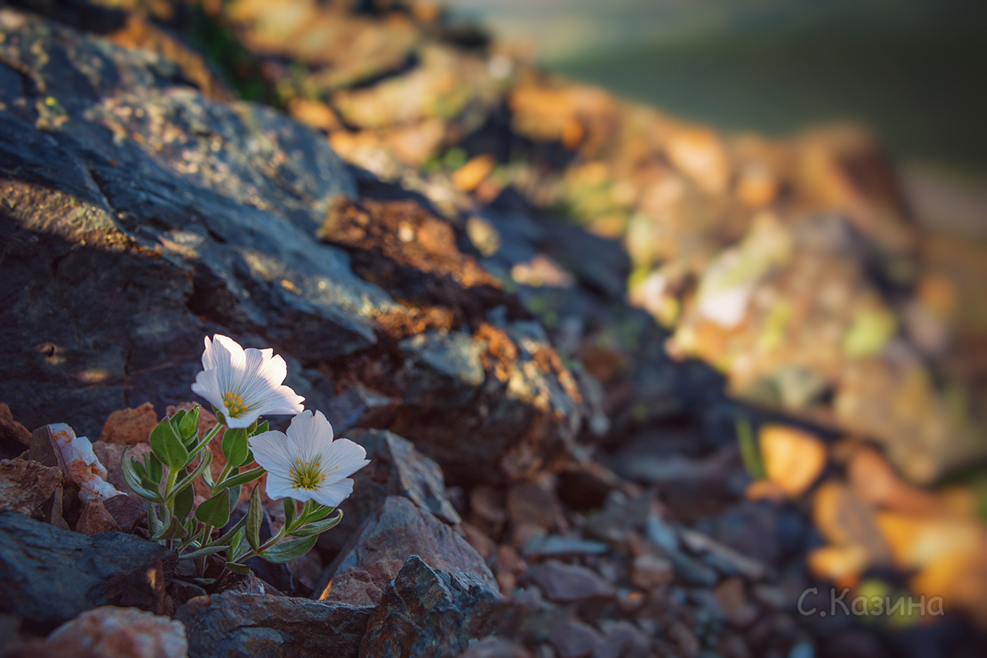 Image of Cerastium lithospermifolium specimen.