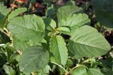 Amaranthus blitum