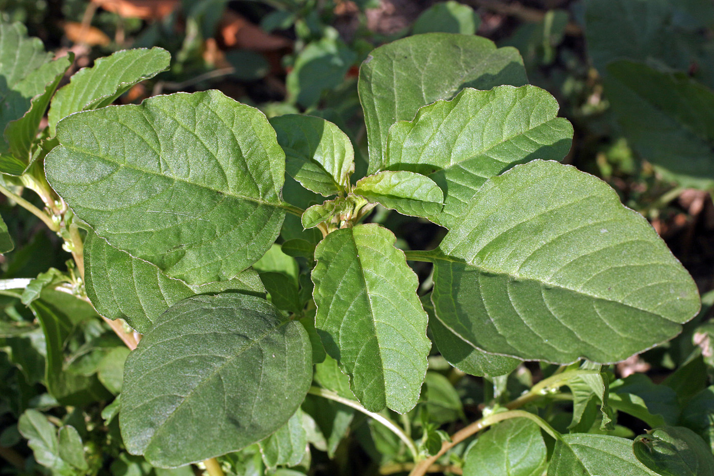 Изображение особи Amaranthus blitum.