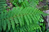 Athyrium filix-femina