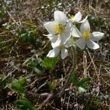 Anemonastrum biarmiense