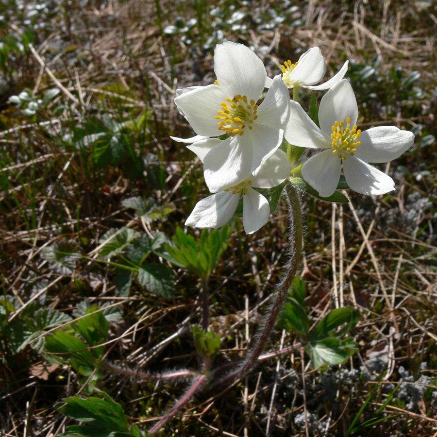 Изображение особи Anemonastrum biarmiense.