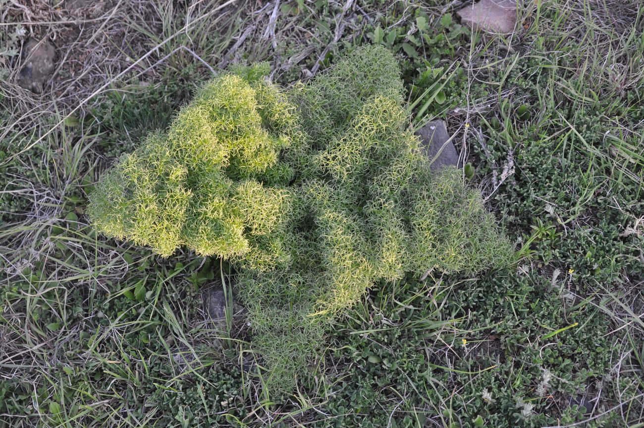 Изображение особи семейство Apiaceae.