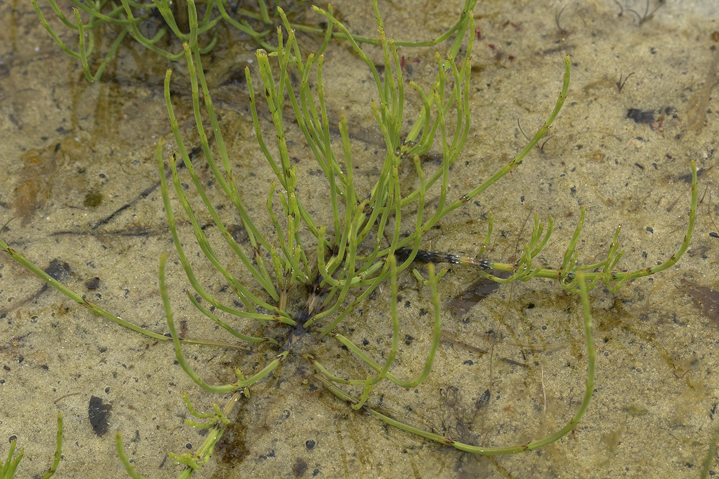 Image of Equisetum arvense specimen.