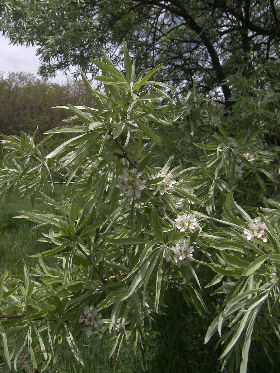 Image of Pyrus hajastana specimen.