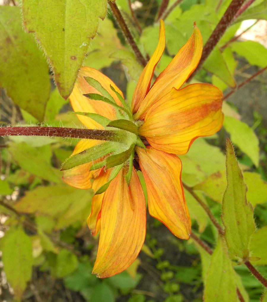 Изображение особи Rudbeckia triloba.