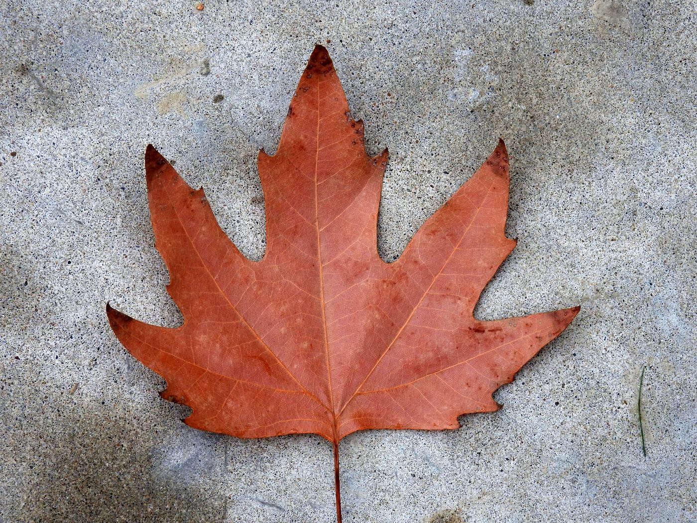 Image of Platanus orientalis specimen.