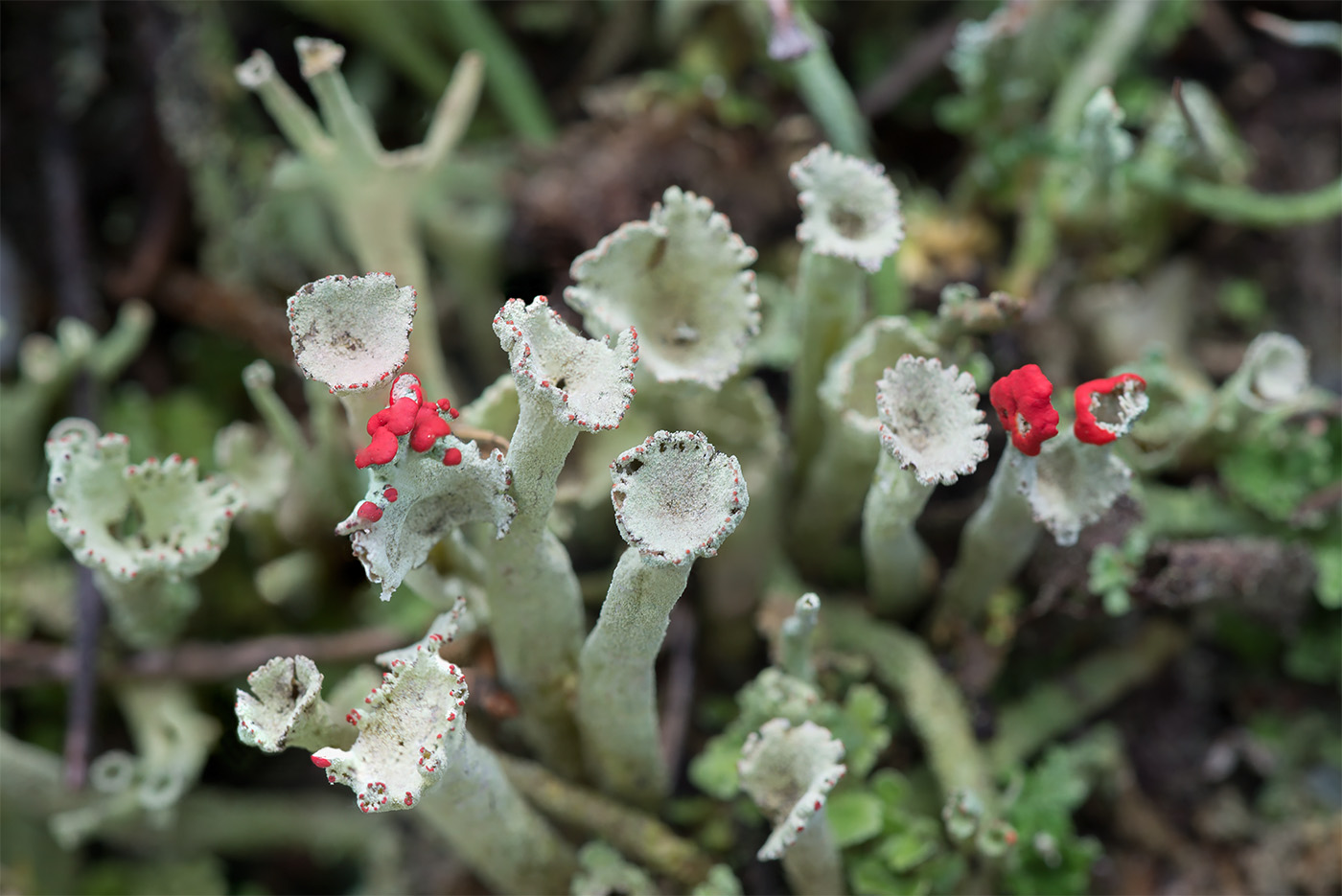 Изображение особи Cladonia deformis.