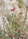 Ephedra foeminea