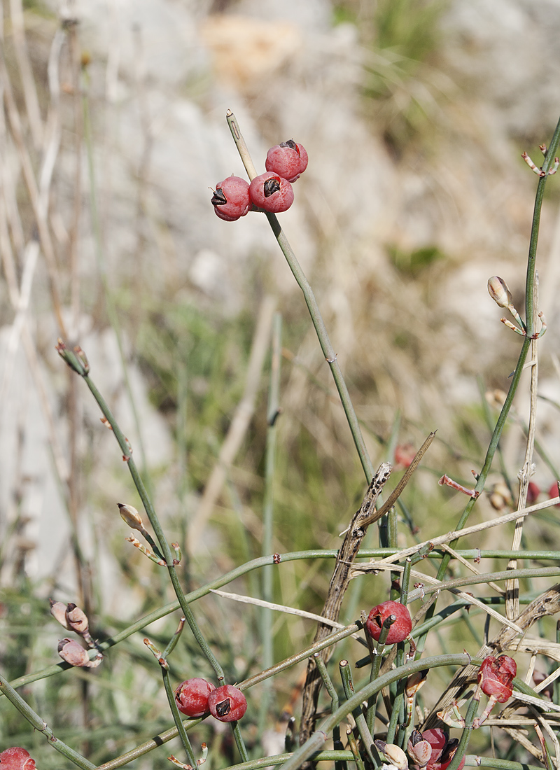 Изображение особи Ephedra foeminea.