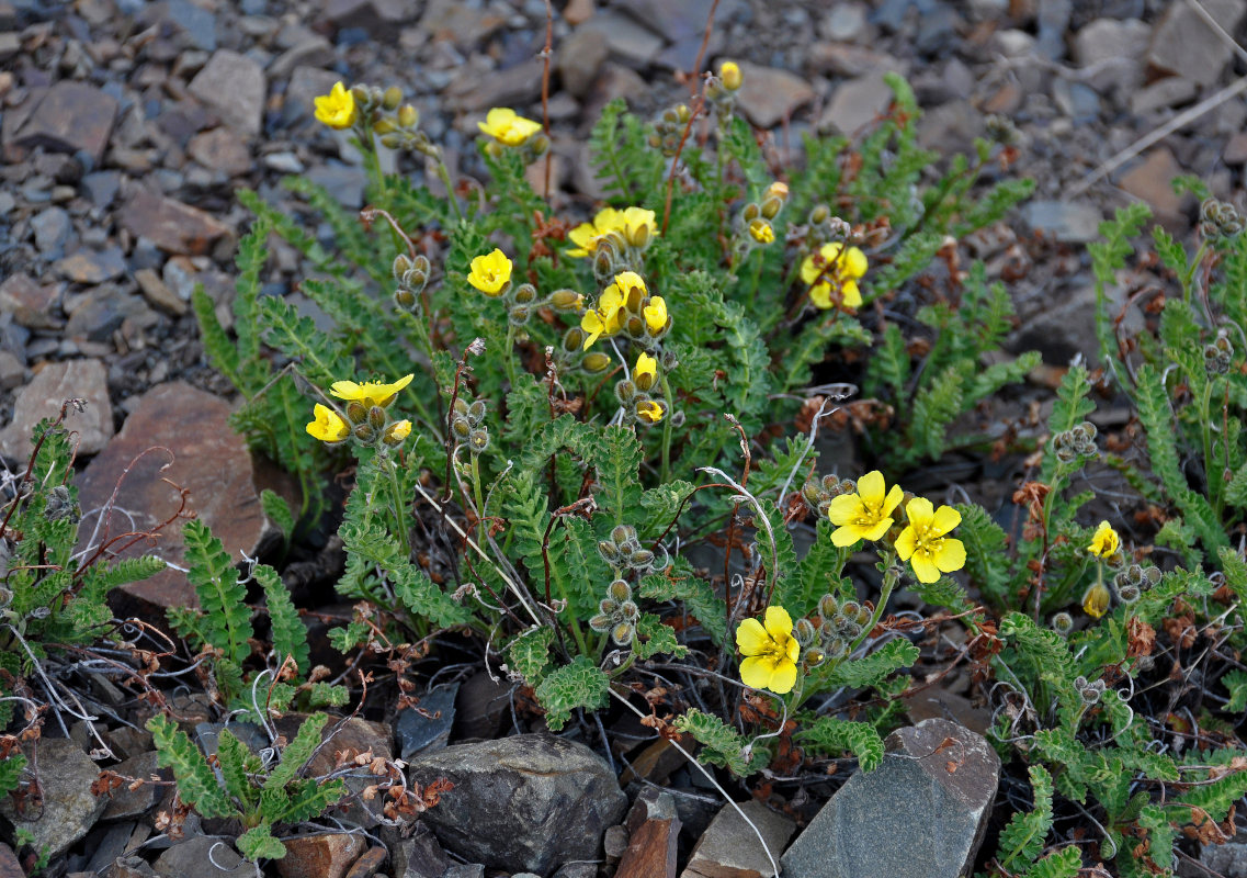 Image of Biebersteinia odora specimen.