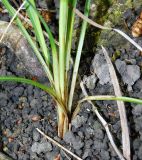 Carex cuspidata
