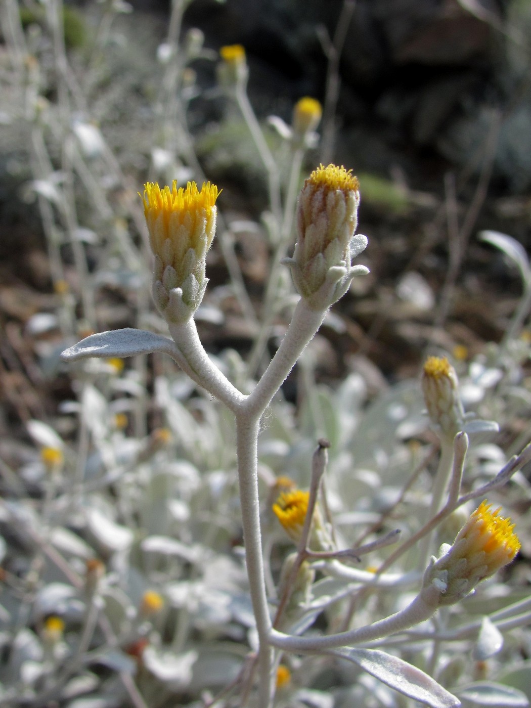 Изображение особи Inula heterolepis.