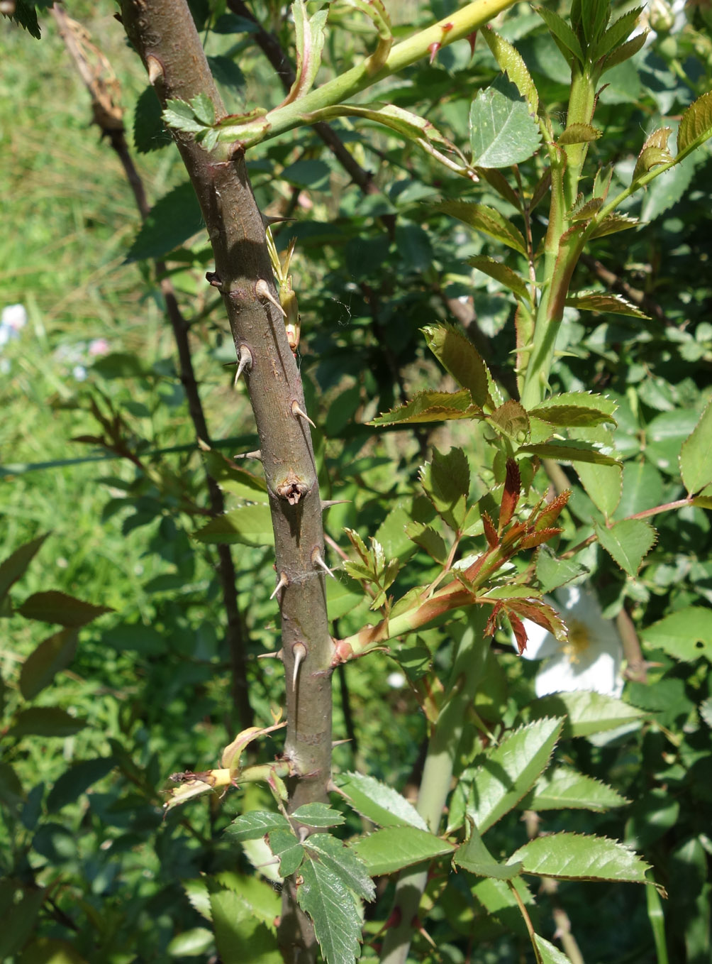 Image of Rosa canina specimen.