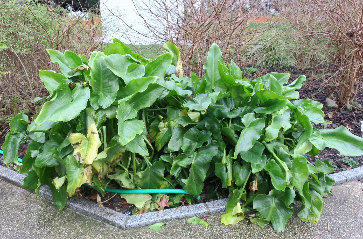 Image of Zantedeschia aethiopica specimen.
