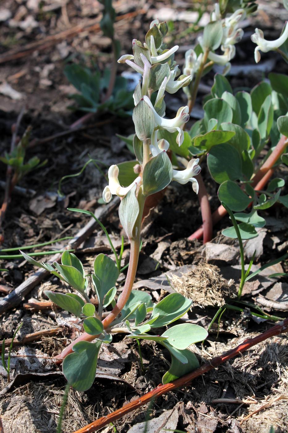 Изображение особи Corydalis ledebouriana.