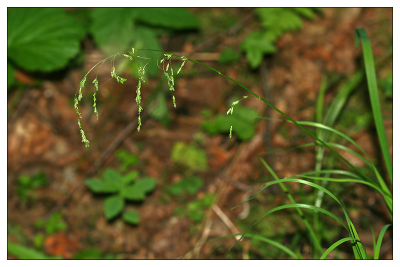 Image of Glyceria lithuanica specimen.