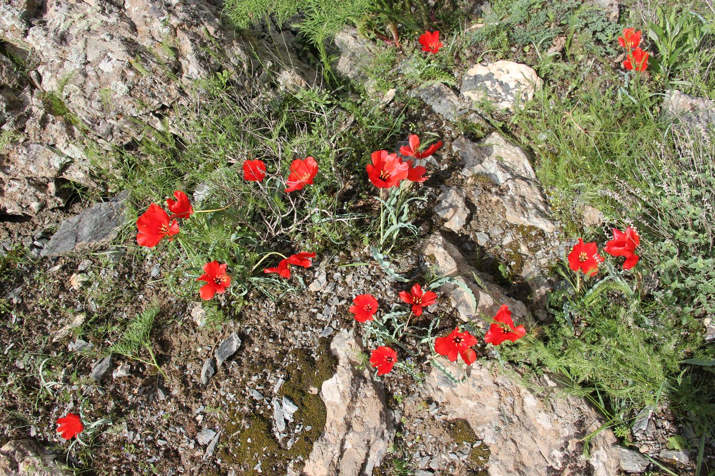 Image of Tulipa korolkowii specimen.