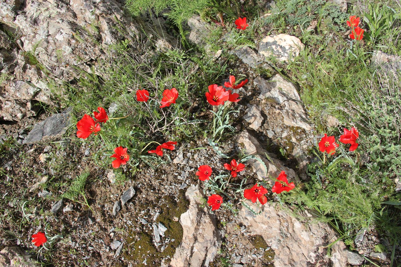 Изображение особи Tulipa korolkowii.