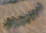 Potamogeton perfoliatus