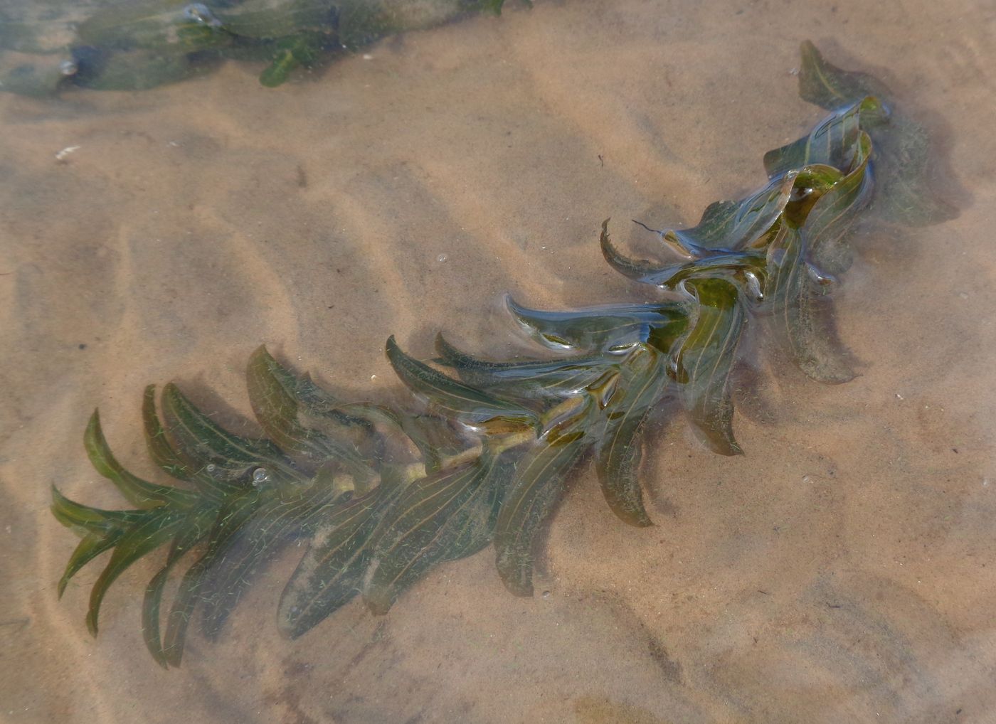 Изображение особи Potamogeton perfoliatus.