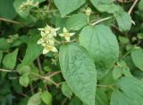 Philadelphus tenuifolius. Верхушка веточки с плодами. Приморский край, Владивостокский ГО, Ботанический сад. 24.08.2019.