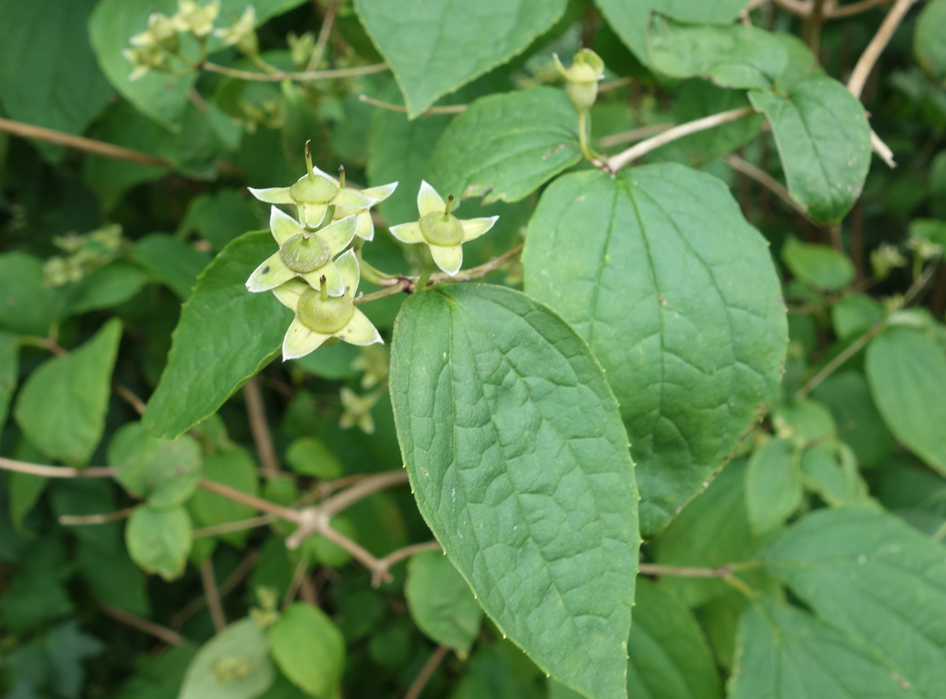 Image of Philadelphus tenuifolius specimen.