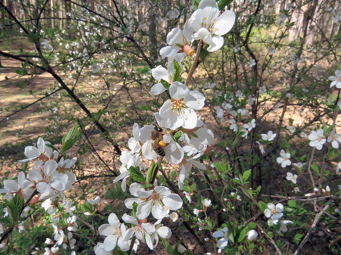 Изображение особи Cerasus tomentosa.