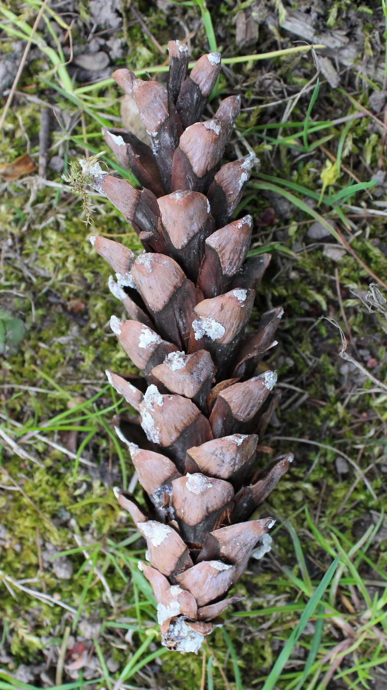 Image of Pinus strobus specimen.