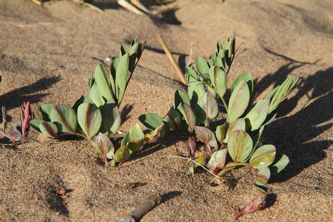 Image of Lathyrus japonicus ssp. maritimus specimen.