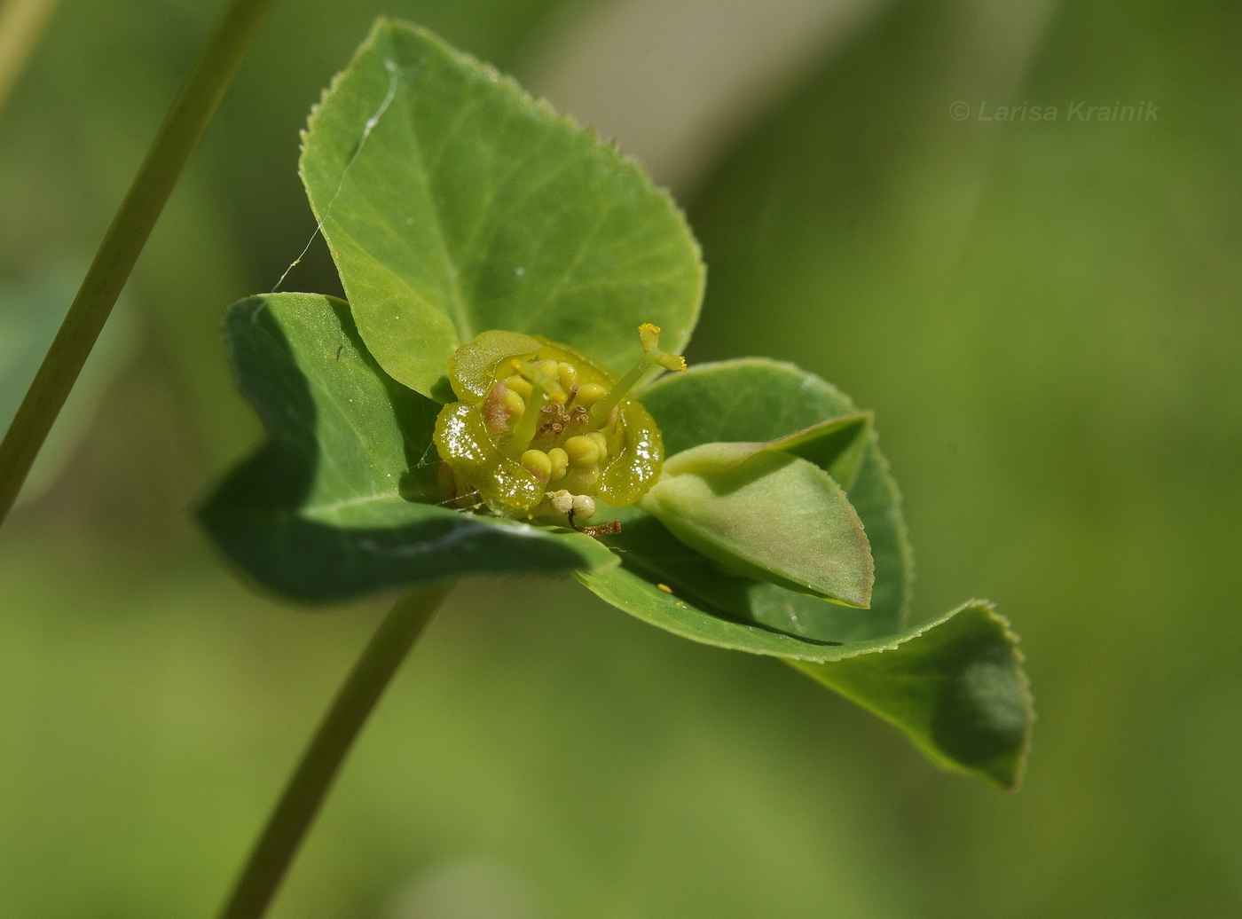 Изображение особи Euphorbia lucorum.