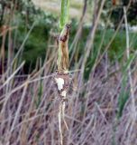 Chaerophyllum bulbosum