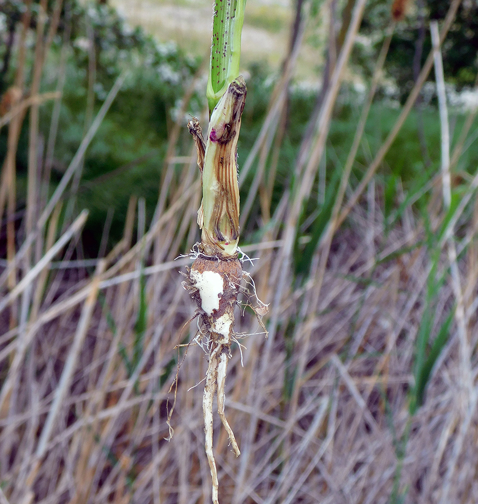 Изображение особи Chaerophyllum bulbosum.