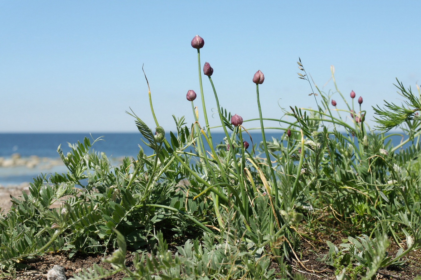 Изображение особи Allium schoenoprasum.