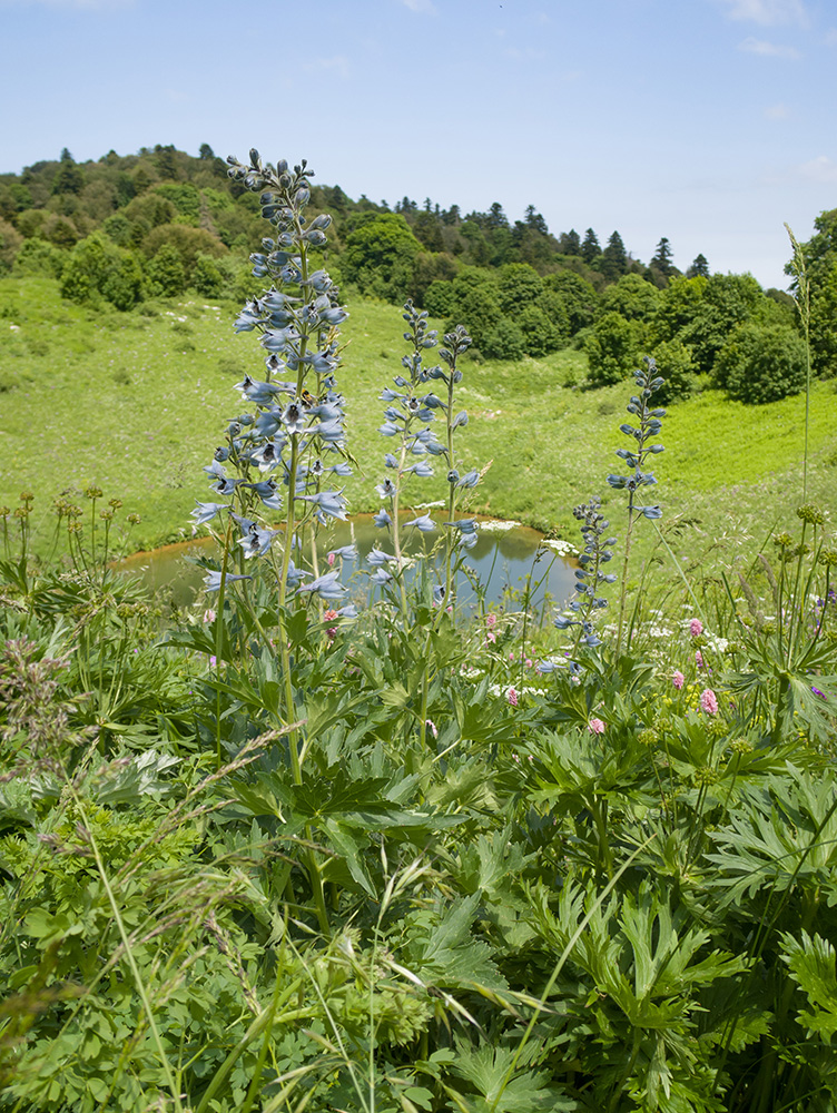 Image of Delphinium dasycarpum specimen.