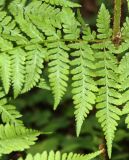 Dryopteris expansa