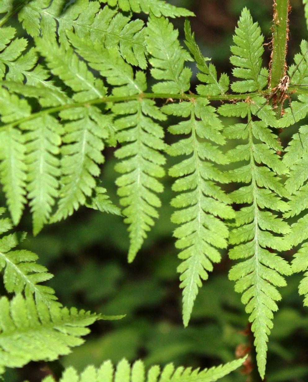 Image of Dryopteris expansa specimen.