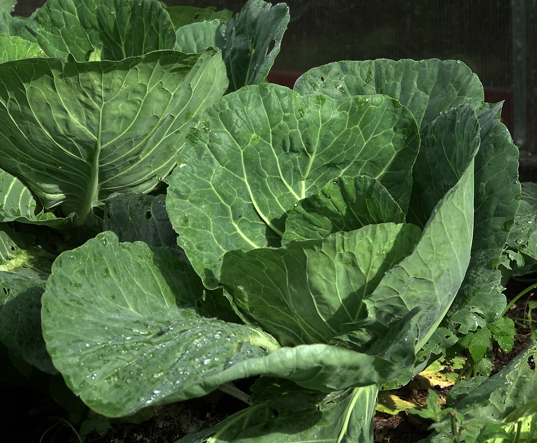 Изображение особи Brassica oleracea var. capitata.