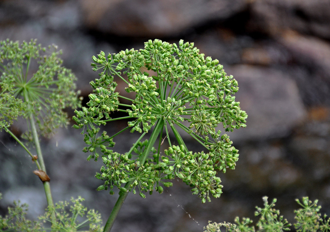 Изображение особи Archangelica officinalis.