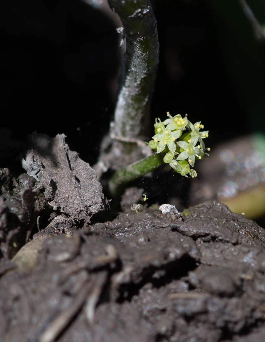 Image of Hydrocotyle ranunculoides specimen.