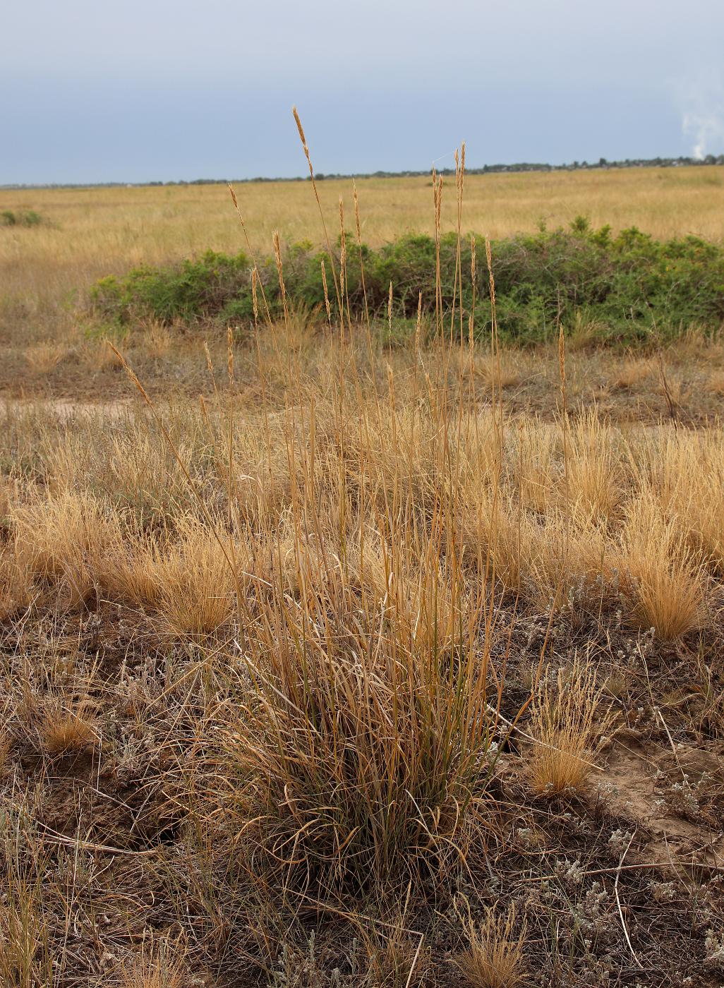 Изображение особи Psathyrostachys juncea.