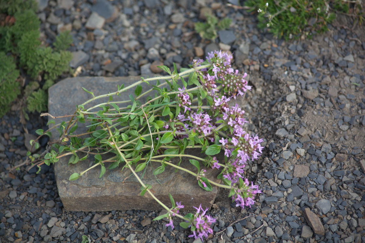 Image of genus Thymus specimen.