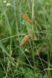 Carex vesicaria