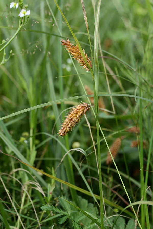 Изображение особи Carex vesicaria.