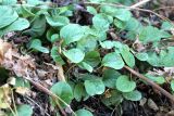 Pyrola rotundifolia. Вегетирующие растения. Казахстан, Тюлькубасский р-н, хр. Таласский Алатау, заповедник \"Аксу-Жабаглы\", 1700 м н.у.м., под пологом приречного берёзового леса (Betula talassica). 14 октября 2020 г.