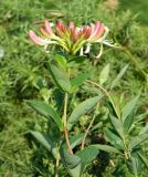 Lonicera periclymenum